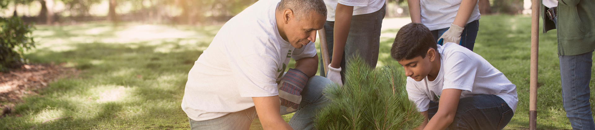 volunteers planting trees in a park